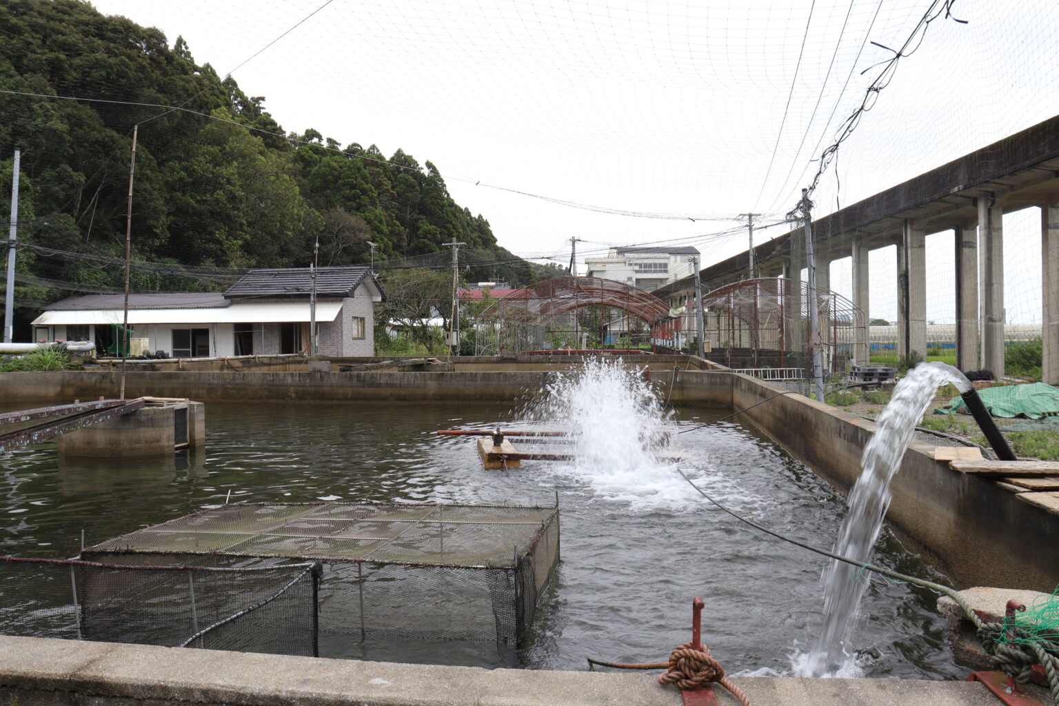 養殖 宮崎県日向市の鮎とヒラメの絶品料理 あゆの是則